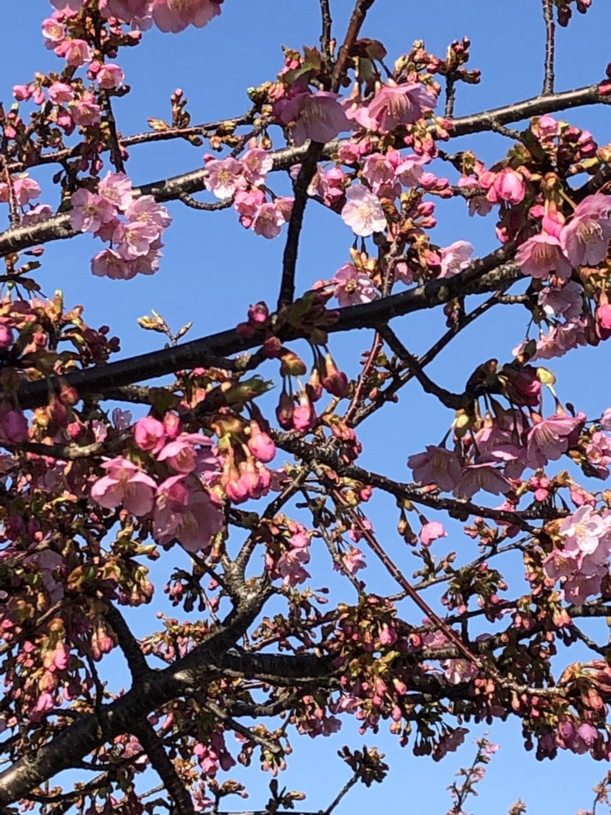 桜３